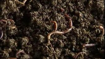 线虫养殖视频,视频揭秘高效养殖技巧